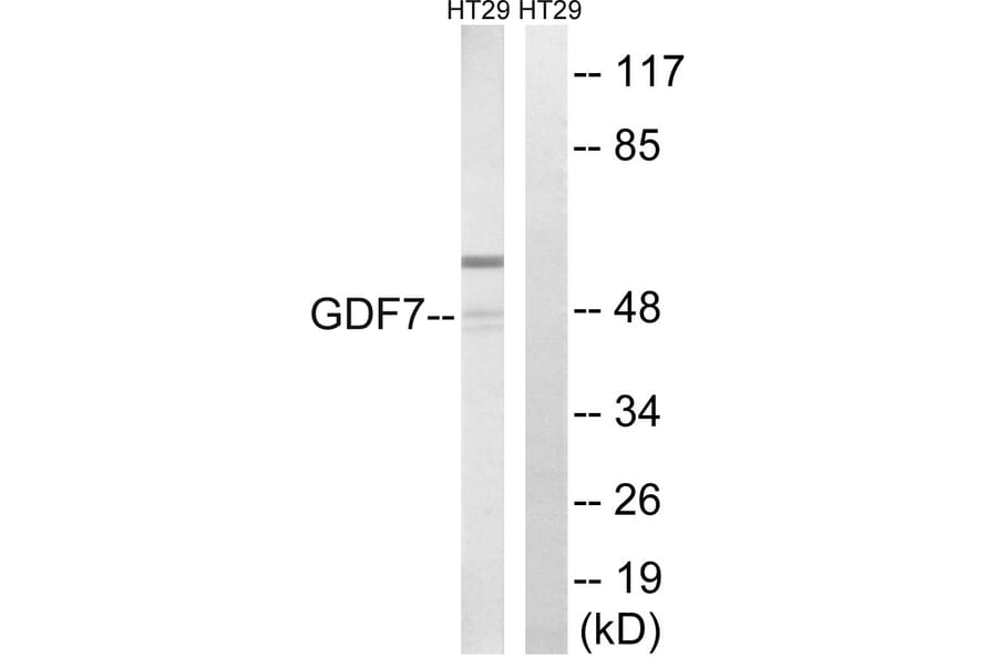 Western Blot - Anti-GDF7 Antibody (C15987) - Antibodies.com