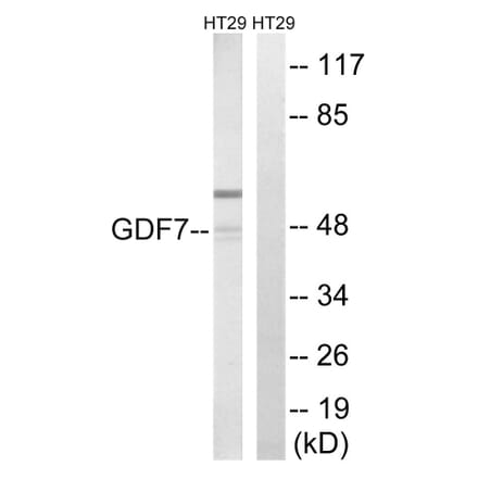 Western Blot - Anti-GDF7 Antibody (C15987) - Antibodies.com