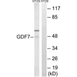 Western Blot - Anti-GDF7 Antibody (C15987) - Antibodies.com