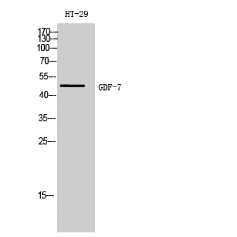 Western Blot - Anti-GDF7 Antibody (C15987) - Antibodies.com