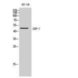 Western Blot - Anti-GDF7 Antibody (C15987) - Antibodies.com