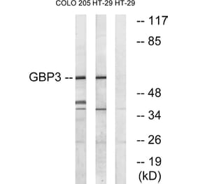 Western Blot - Anti-GBP3 Antibody (C16080) - Antibodies.com