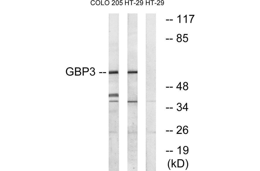 Western Blot - Anti-GBP3 Antibody (C16080) - Antibodies.com