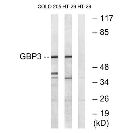 Western Blot - Anti-GBP3 Antibody (C16080) - Antibodies.com