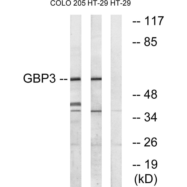 Western Blot - Anti-GBP3 Antibody (C16080) - Antibodies.com
