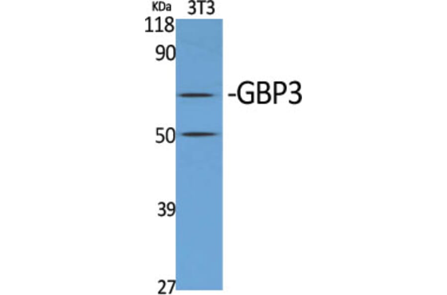 Western Blot - Anti-GBP3 Antibody (C16080) - Antibodies.com