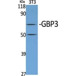 Western Blot - Anti-GBP3 Antibody (C16080) - Antibodies.com