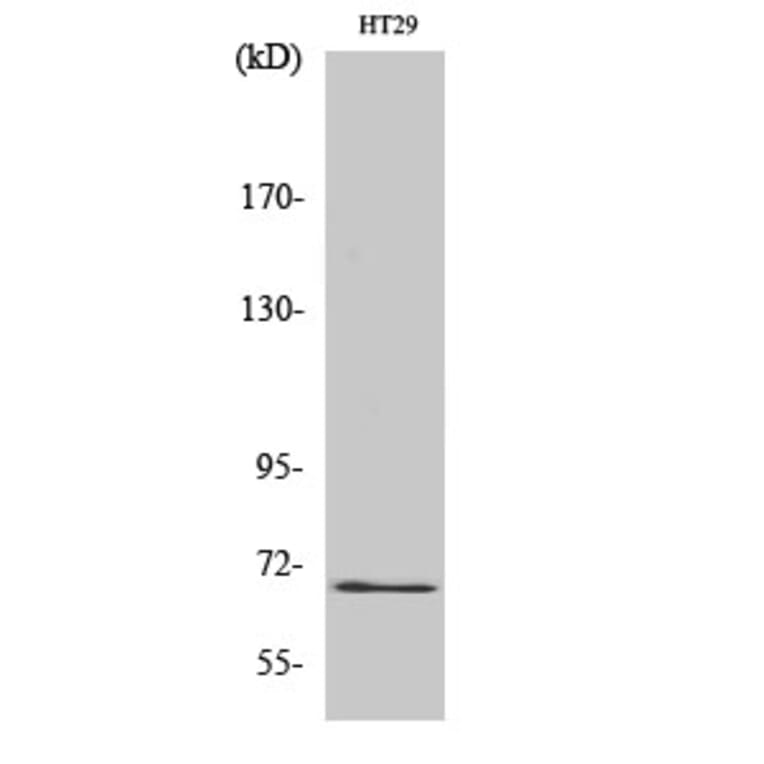Western Blot - Anti-GBP3 Antibody (C16080) - Antibodies.com