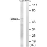 Western Blot - Anti-GBA3 Antibody (C15299) - Antibodies.com