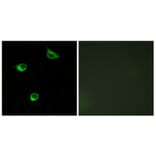 Immunofluorescence - Anti-FZD6 Antibody (G111) - Antibodies.com