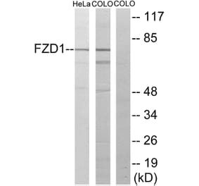 Western Blot - Anti-FZD1 Antibody (G105) - Antibodies.com