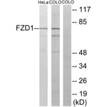 Western Blot - Anti-FZD1 Antibody (G105) - Antibodies.com