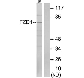Western Blot - Anti-FZD1 Antibody (G254) - Antibodies.com