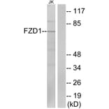 Western Blot - Anti-FZD1 Antibody (G254) - Antibodies.com