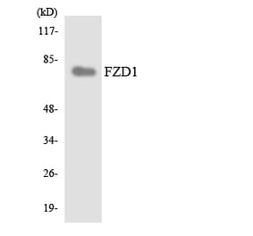 Western Blot - Anti-FZD1 Antibody (R12-2782) - Antibodies.com