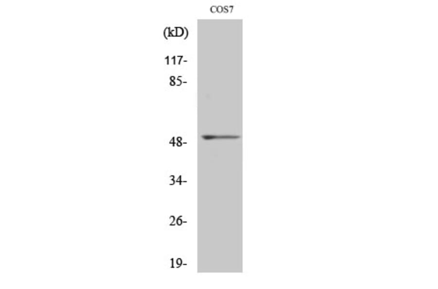 Western Blot - Anti-FRS3 Antibody (C12384) - Antibodies.com