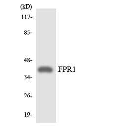 Western Blot - Anti-FPR1 Antibody (R12-2779) - Antibodies.com