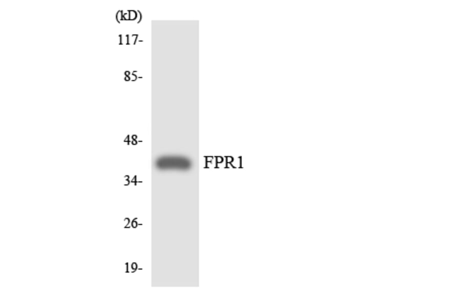 Western Blot - Anti-FPR1 Antibody (R12-2779) - Antibodies.com