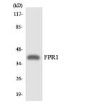 Western Blot - Anti-FPR1 Antibody (R12-2779) - Antibodies.com