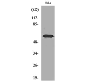 Western Blot - Anti-FMO3 Antibody (C30287) - Antibodies.com