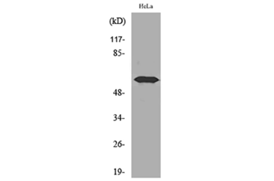 Western Blot - Anti-FMO3 Antibody (C30287) - Antibodies.com