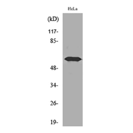 Western Blot - Anti-FMO3 Antibody (C30287) - Antibodies.com