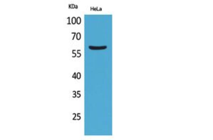 Western Blot - Anti-FMO3 Antibody (C30287) - Antibodies.com