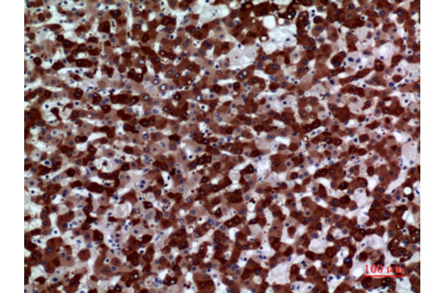 Immunohistochemistry - Anti-FMO3 Antibody (C30287) - Antibodies.com
