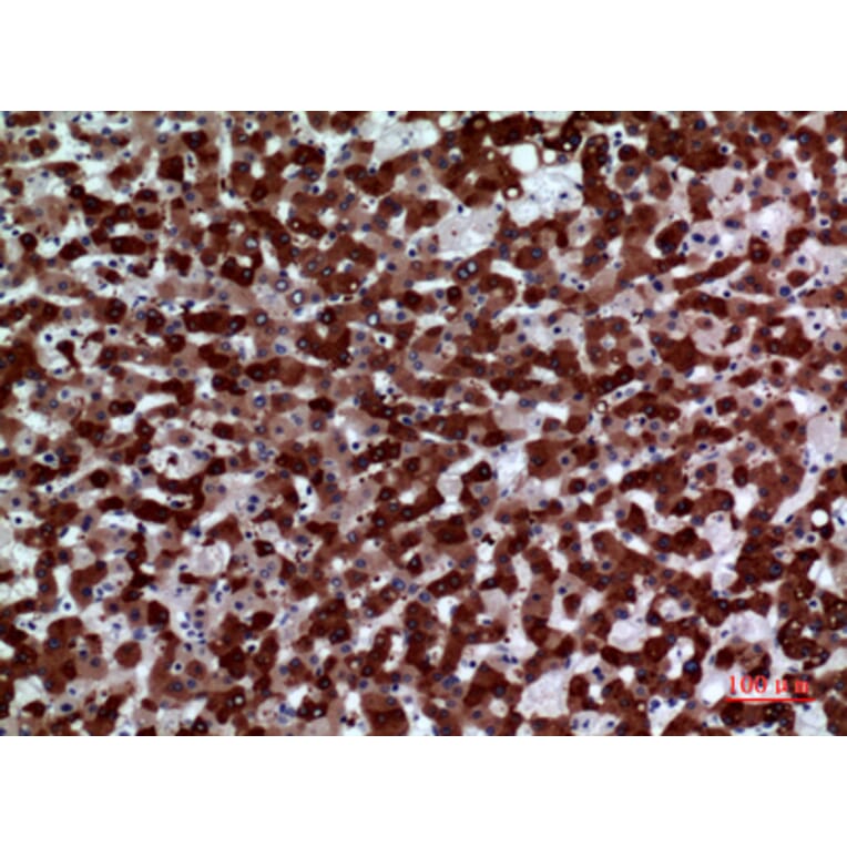 Immunohistochemistry - Anti-FMO3 Antibody (C30287) - Antibodies.com