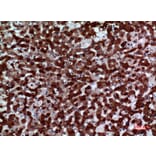 Immunohistochemistry - Anti-FMO3 Antibody (C30287) - Antibodies.com