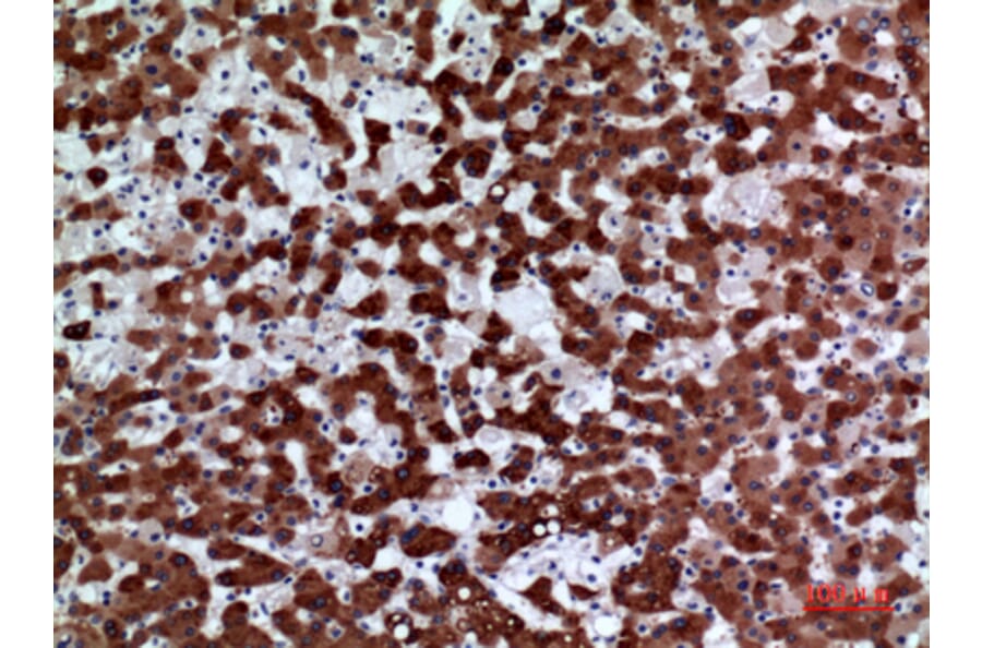 Immunohistochemistry - Anti-FMO3 Antibody (C30287) - Antibodies.com