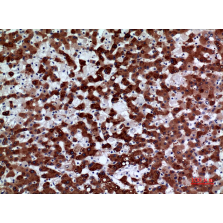 Immunohistochemistry - Anti-FMO3 Antibody (C30287) - Antibodies.com