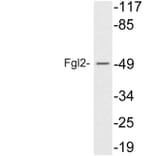 Western Blot - Anti-Fgl2 Antibody (R12-2142) - Antibodies.com