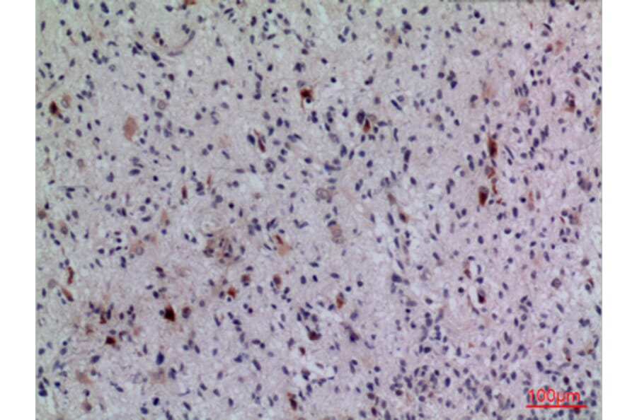 Immunohistochemistry - Anti-FGF5 Antibody (C30117) - Antibodies.com