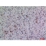 Immunohistochemistry - Anti-FGF5 Antibody (C30117) - Antibodies.com