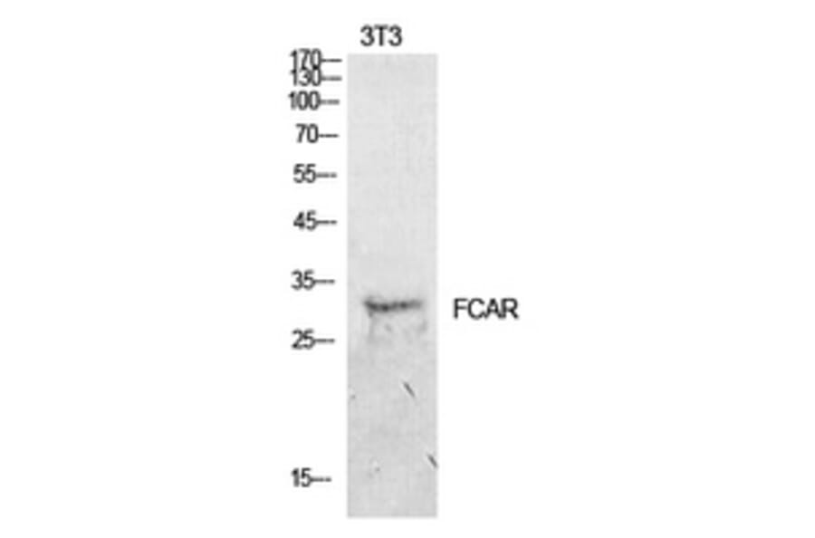 Western Blot - Anti-FCAR Antibody (C30212) - Antibodies.com