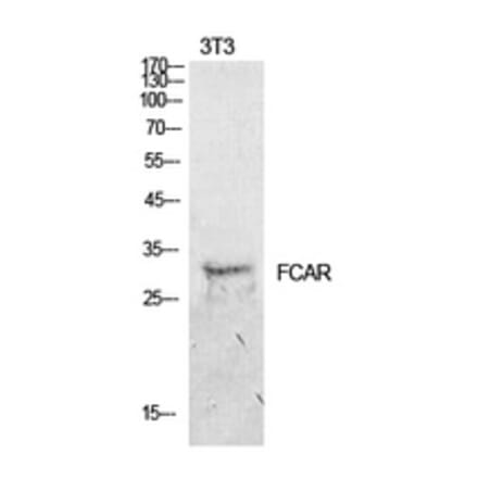 Western Blot - Anti-FCAR Antibody (C30212) - Antibodies.com