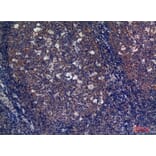 Immunohistochemistry - Anti-FCAR Antibody (C30212) - Antibodies.com