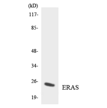 Western Blot - Anti-ERAS Antibody (R12-2756) - Antibodies.com