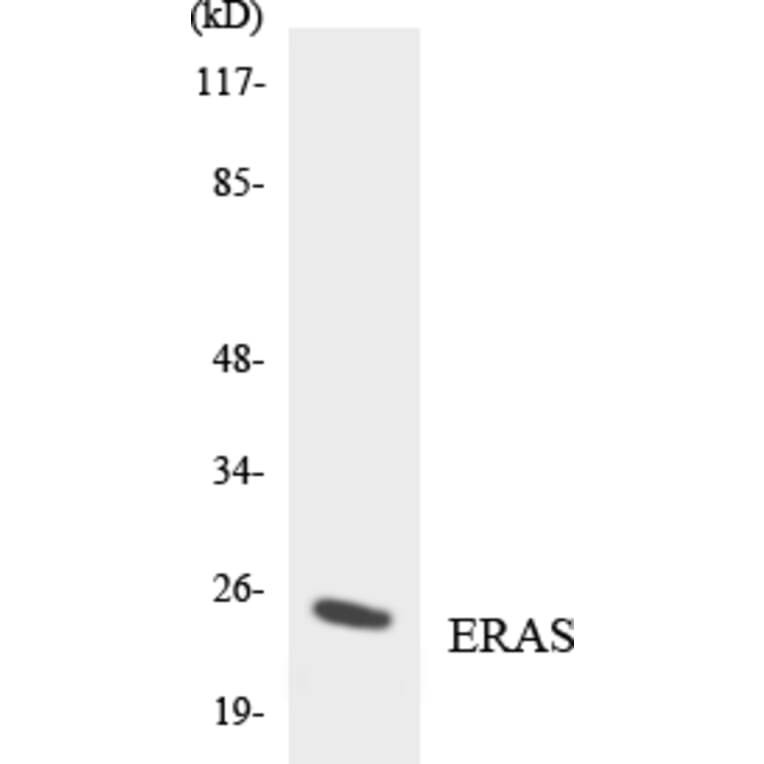 Western Blot - Anti-ERAS Antibody (R12-2756) - Antibodies.com