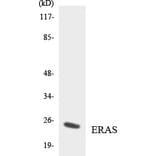Western Blot - Anti-ERAS Antibody (R12-2756) - Antibodies.com