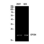Western Blot - Anti-EPGN Antibody (C30728) - Antibodies.com