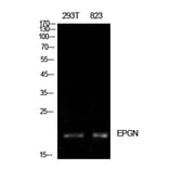 Western Blot - Anti-EPGN Antibody (C30728) - Antibodies.com