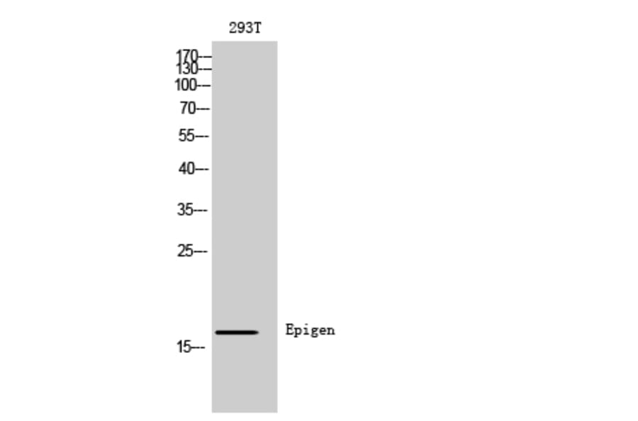 Western Blot - Anti-EPGN Antibody (C30728) - Antibodies.com