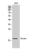 Western Blot - Anti-EPGN Antibody (C30728) - Antibodies.com