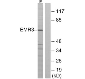 Western Blot - Anti-EMR3 Antibody (G092) - Antibodies.com