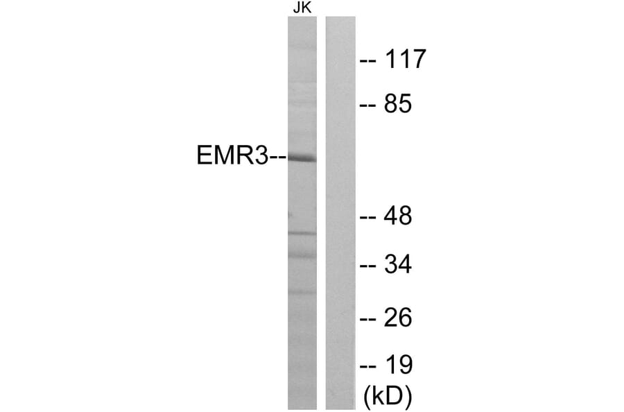 Western Blot - Anti-EMR3 Antibody (G092) - Antibodies.com
