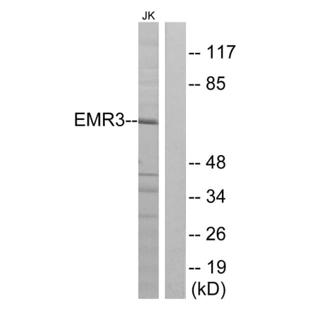 Western Blot - Anti-EMR3 Antibody (G092) - Antibodies.com