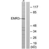 Western Blot - Anti-EMR3 Antibody (G092) - Antibodies.com