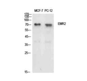 Western Blot - Anti-EMR2 Antibody (C30508) - Antibodies.com